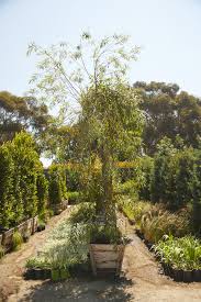 Image result for Salix babylonica