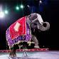 Carden Spectacular Circus en Johnson City Entradas - 09/29/2024 1:00 PM