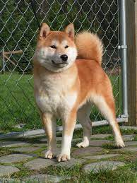 Most breeders in oregon would give it at around a thousand dollars. Shiba Inu Breeder Directory West Pacific My First Shiba Inu