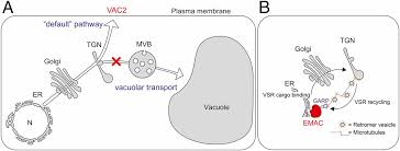We did not find results for: On The Discovery Of An Endomembrane Compartment In Plants Pnas