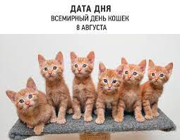 Всемирный день кошек сегодня, вот так! Facebook