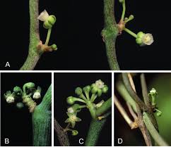 Image result for Cynanchum gerrardii