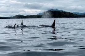 Killer Whale Visits Yaquina Bay | News | Newportnewstimes.Com