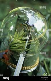 Image result for Leptactina