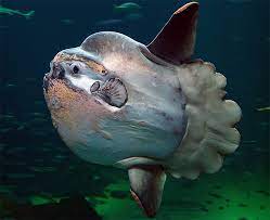 See a recent post on tumblr from @chaosorganizer about mondfisch. Mondfisch Mola Mola Fischlexikon