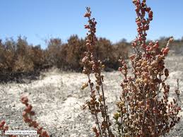 Image result for Halosarcia