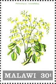 Image result for Pterocarpus rotundifolius