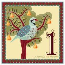 First day of christmas a partridge in a pear tree holiday card. The 12 Days Of Christmas Partridge In A Pear Tree 12 Days Of Christmas Christmas Illustration A Partridge In A Pear Tree