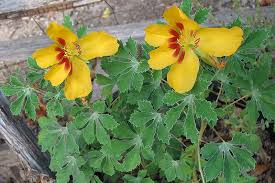 Image result for Bixaceae