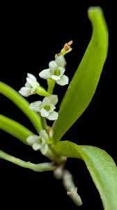 Image result for Angraecum chamaeanthus
