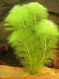 Pin By Yeoj Yasap Sanara On Plants Fish Plants Planted Aquarium Freshwater Aquarium Plants
