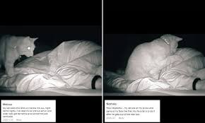 This includes dementia, or cds. Tired Woman Discovers Cat Relentlessly Hits Her As She Sleeps Daily Mail Online