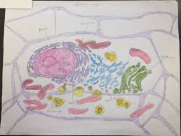 We did not find results for: Cells Homeostasis Cell Organelle Networks The Art Of Science