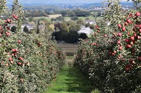 Bien Pratiquer L Eclaircissage Des Arbres Fruitiers Arbre Fruitier Arbre Astuce Jardin