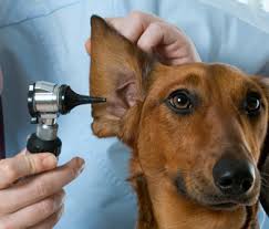 How do you treat a hematoma in a cat's ear? Why Dog And Cat Ear Hematomas Annoy This Vet