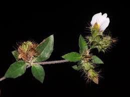 Image result for Blepharis integrifolia