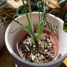 Image result for Albuca virens
