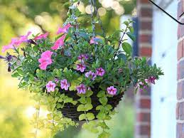 The most common bee friendly flowers material is metal. Best Hanging Baskets Woman S Weekly