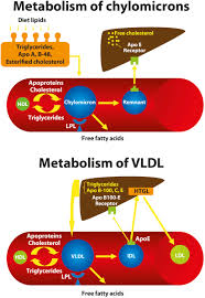 Image result for Hypertriglyceridemia