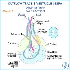 Learn More About Cardiac Development In Our Embryology Course Human Anatomy And Physiology Medical Medical Science