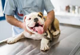 Although the cause for this can be as simple as old age, it can also be one of the first indicators that your pet is sick. Skin Cancer In Dogs Types Signs Symptoms Treatment Greensboro Vet