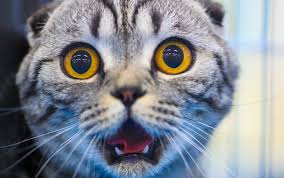Although the prime ingredient of a cat's diet needs to be meat, many cat owners like to give their cats a sweet thing from. Think Cats Getting Brain Freeze Is Funny Here S Why You Probably Shouldn T One Green Planet
