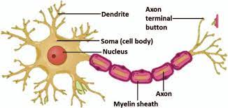 Nerve Cell Structure Unless Cc License In Place See Abstract Download Scientific Diagram