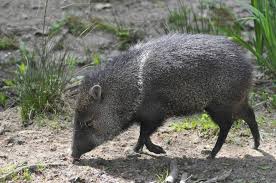 It lives in forests, marshes, prairies and urban areas. 9 Animals You Might Not Know Are Native To The U S
