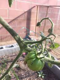 Every morning i would find around 35 bugs in the kitchen window and floor, most of them dead. Anyone Know What These Tiny Black Bugs On My Tomato Plant Are And If They Are Harmful To The Plant They Look Like Fruit Flies With Clear Wings And They Are All