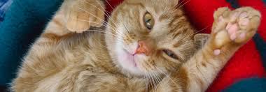 In her book hemingway's cats, carlene fredericka brennen writes that hemingway's son, patrick, said in an interview that his father never had a cat in key west. Polydaktylie Zu Viele Zehen Tierwelt