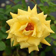 Hours may change under current circumstances Royal Gold Rose Rosa Royal Gold In Lafayette Louisiana La At All Seasons Nursery