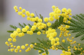 Mimosa cake is made of layers of sponge cake brushed with citrus liqueur and liberally spread with pastry cream, then topped with small cubes of even more sponge cake that are meant to mimic the small blooms of the. International Women S Day In Italy Traditions In Italy Life In Italy