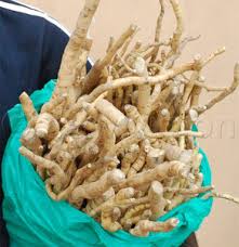 Image result for Mondia ecornuta