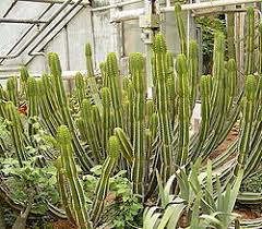 Image result for Euphorbia persistentifolia
