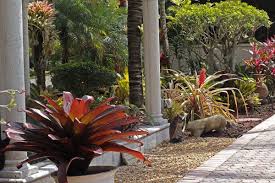 954 252 3330 Southwest Ranches Bromeliads Plants
