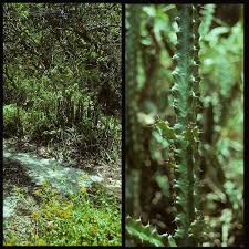 Image result for Pavetta cataractarum