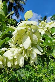 Image result for Pittosporum abyssinicum