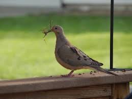 Mourning Doves Habits Mating Eating Nesting Lifespan