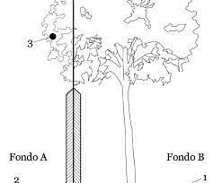 Codice civile le distanze delle piante dai confini studio. Le Distanze Di Alberi Dai Confini Di Fondi Diversi Studio Geometra Mancuso
