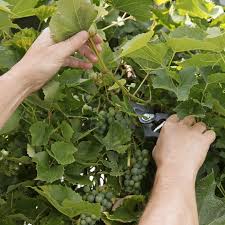 Weintrauben 5 Tricks Fur Grosse Susse Beeren Weintrauben Pflanzen Weintrauben Trauben