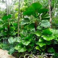 Image result for Licuala grandis