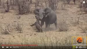 Video Why The Elephant Killed The Buffalo An Expert S Opinion Lowvelder