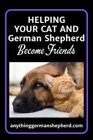 We believe in helping you find the product that is looking for something more? Helping Your Cat And German Shepherd Become Friends Anything German Shepherd