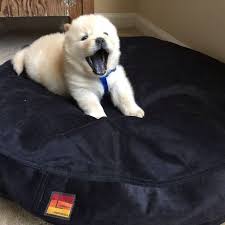 Boston Loves The Black Pet Bed Cover From Lovesac Too Lovesac Petbed Donate Rescue Greatcompany Pet Bed Cover Pet Bed Lovesac