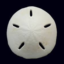 「カシパン」の画像検索結果