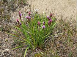 Image result for Indigofera cylindracea