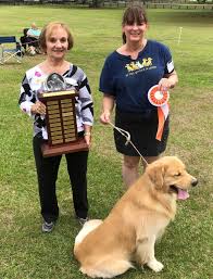 The golden retriever is beloved for good reason. Results From 2019 Mfgrc Fun Match Mid Florida Golden Retriever Club