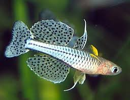 Pin On Cool Fish Tanks