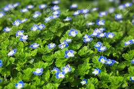 They begin as pink buds and turn blue later. Blue Small Flower In Full Bloom At Early Spring Stock Photo Picture And Royalty Free Image Image 18438715