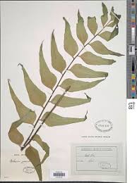 Image result for Asplenium diplazisorum